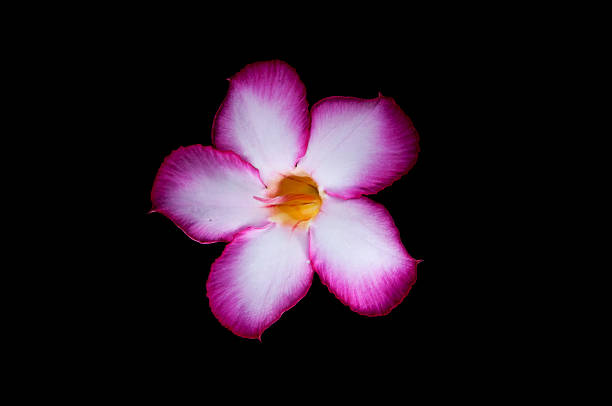istock Flower clean pink and white five petals 518378097