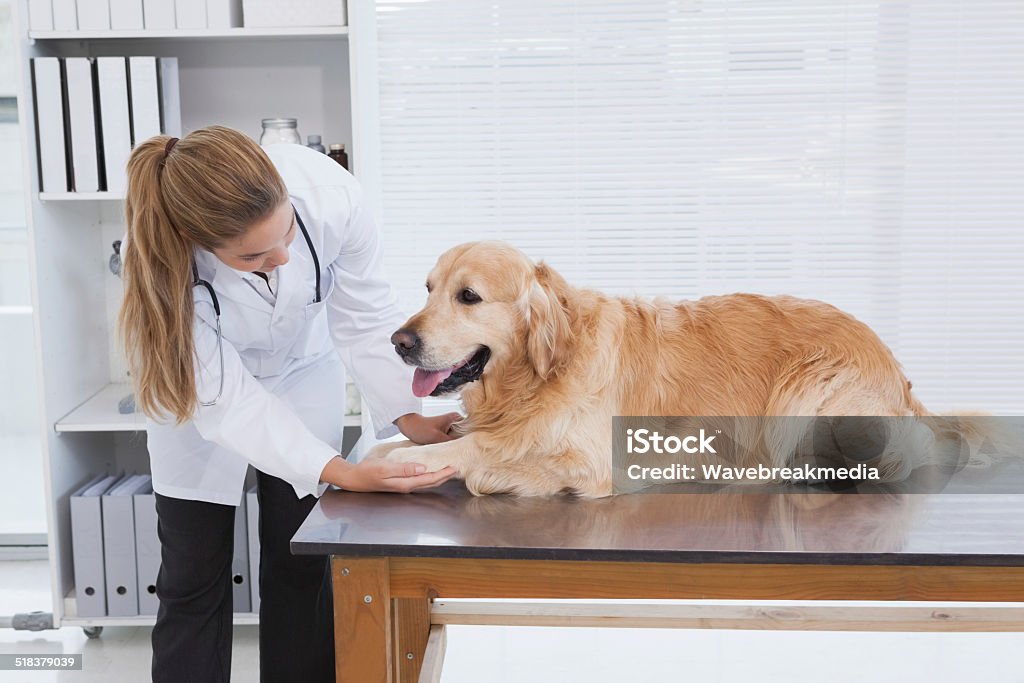 Focused vet examining a labrador Focused vet examining a labrador in her office 20-29 Years Stock Photo