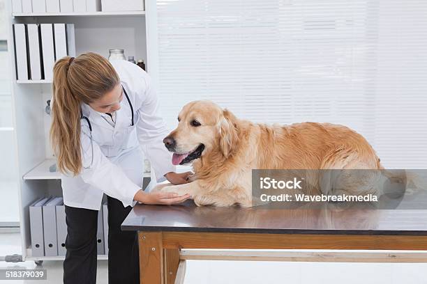 Focused Vet Examining A Labrador Stock Photo - Download Image Now - 20-29 Years, 25-29 Years, Adult