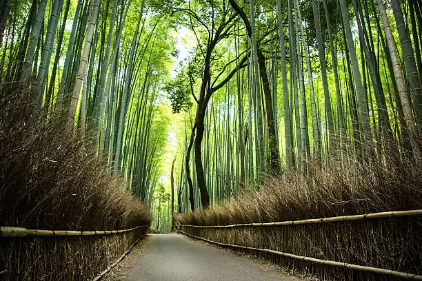 An empty path leading into the Bamboo Forest of Kyoto
