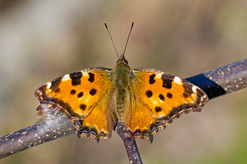 The blackleg tortoiseshell or large tortoiseshell (Nymphalis polychloros) is a butterfly of the family Nymphalidae.