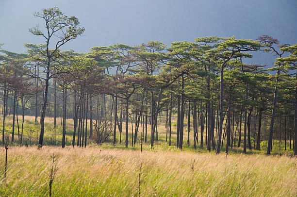 Pine forest at Phusoidao mountain in Thailand