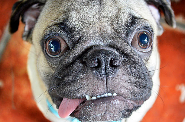istock Lovely Cute Dog See the Camera 518379975