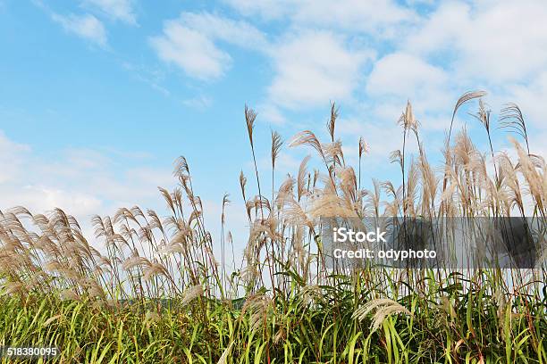 Sky And Weed Flowers Stock Photo - Download Image Now - Backgrounds, Beauty In Nature, Blue