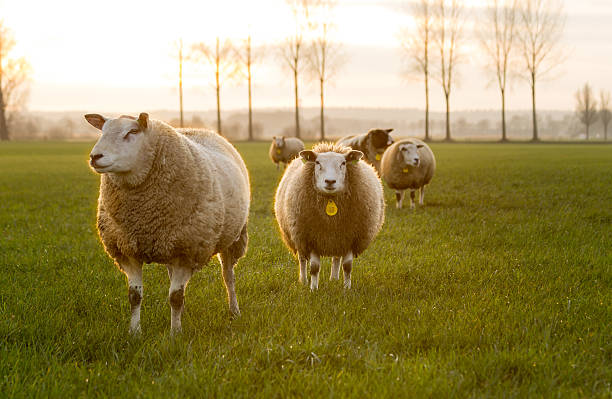 istock Sheep in the meadow at sunset. 518380212