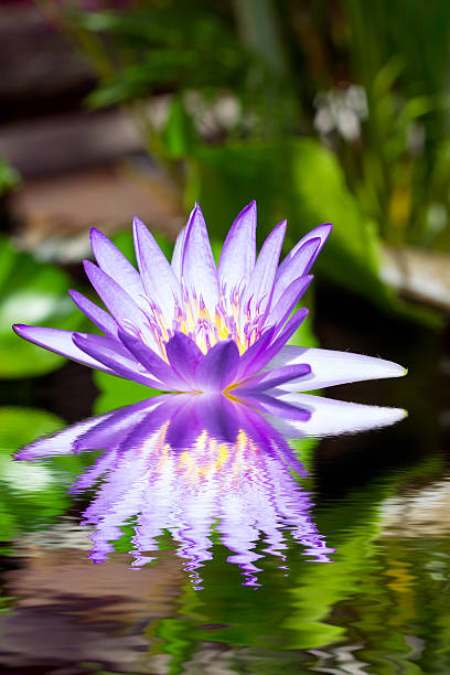 istock purple lotus blossom with reflection on the water 518380359