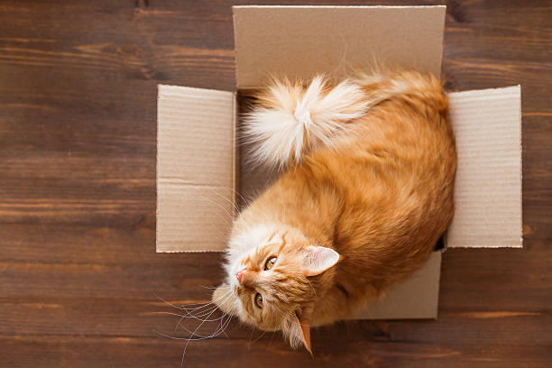 istock Ginger cat lies in box on wooden background. 518380476
