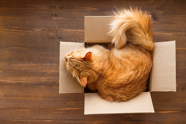 istock Ginger cat lies in box on wooden background. 518380562