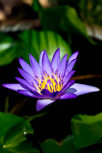 istock purple lotus blossom 518380651