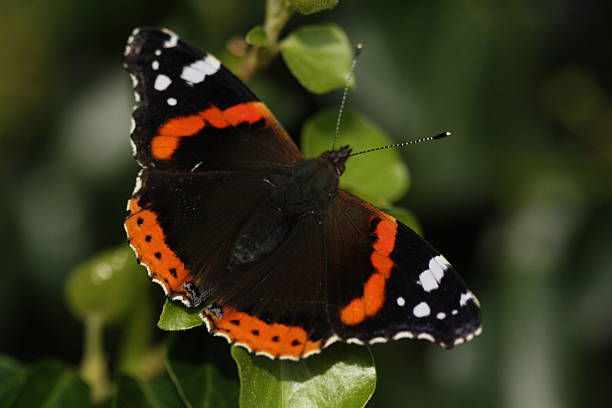 istock Red Admiral butterfly with wings extended 518380671