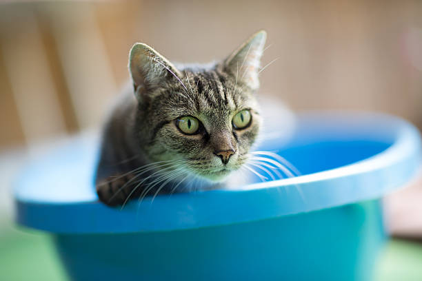 istock Cat in blue bath tub 518380778
