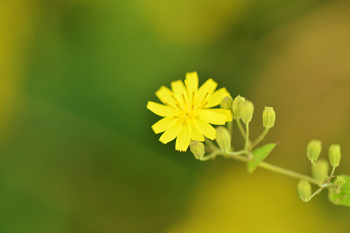 wild small yellow flowers