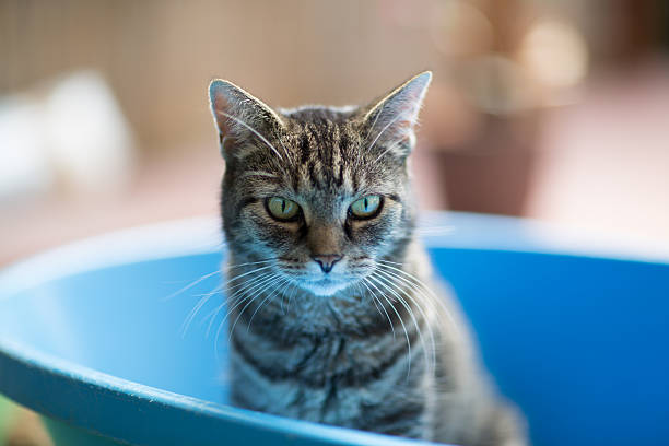istock Cat in blue bath tub 518380928