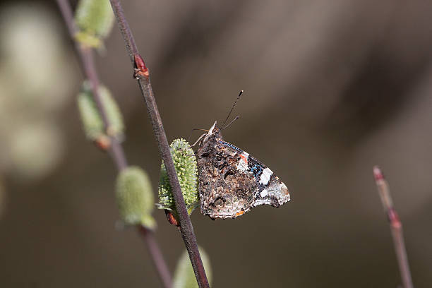 istock Red admiral (butterfly) on catkins on a willow 518381154