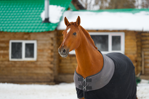 the red horse in the blanket in cold weather in winter