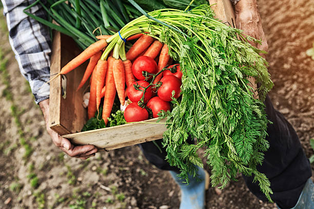 istock Man holding crate with freshly cropped vegetables 518381380