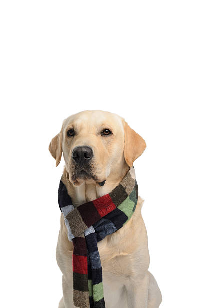 istock Dog with a scarf 518381760