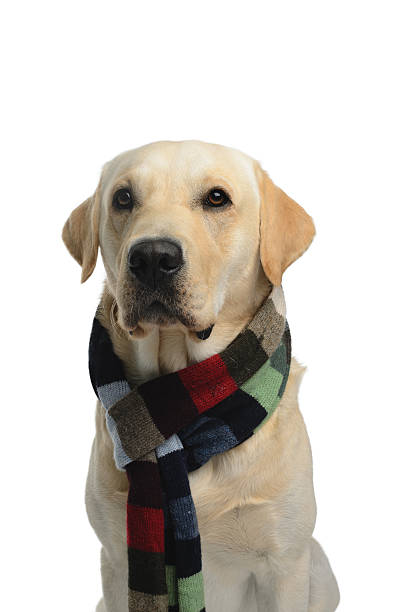 istock Dog with a scarf 518381774