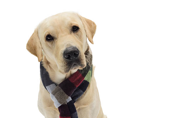 istock Dog with a scarf 518381792