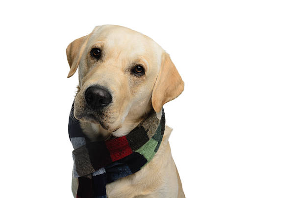 istock Dog with a scarf 518381812
