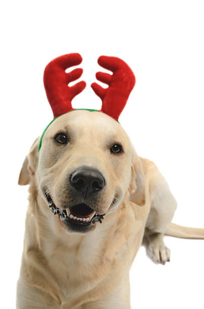 istock Dog with antlers 518381820
