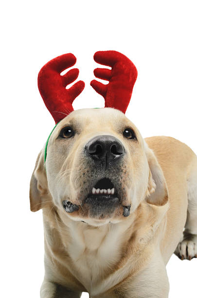 istock Dog with antlers 518381834