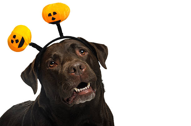Halloween Dog stock photo