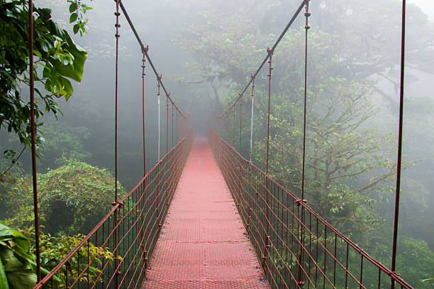 ponte suspensa de em monteverde - tropical rainforest rainforest costa rica tree area imagens e fotografias de stock