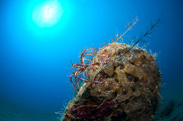 istock Here it is where you hide the invertebrate 518382348