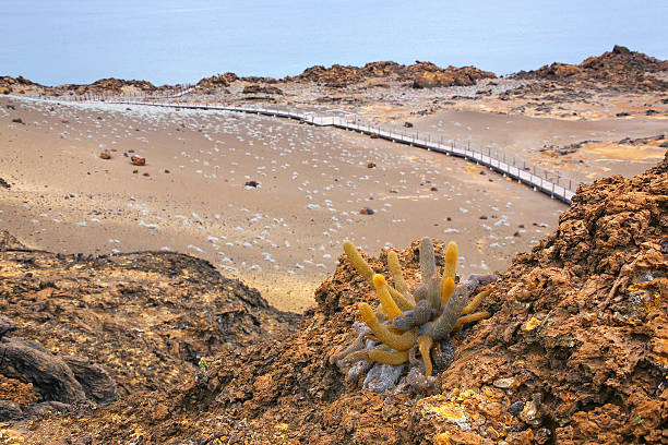 Lava cactus growing on Bartolome island in Galapagos National Pa Lava cactus growing on Bartolome island in Galapagos National Park, Ecuador. The plant is a colonizer of lava fields and is endemic to the Galapagos islands. lava cactus stock pictures, royalty-free photos & images
