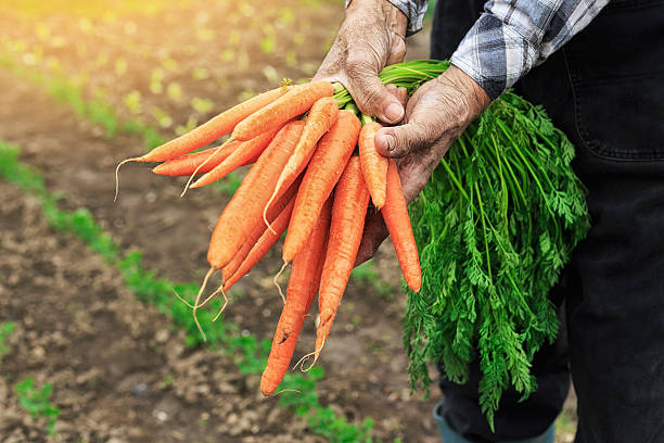 Hands holding bunch of carrots Old man's hands holding bunch of carrots and standing in garden of radish growths. carrot garden stock pictures, royalty-free photos & images