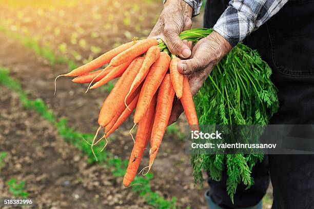 Foto de Mãos Segurando Bando De Cenouras e mais fotos de stock de Cenoura - Cenoura, Colheita, Fazenda orgânica