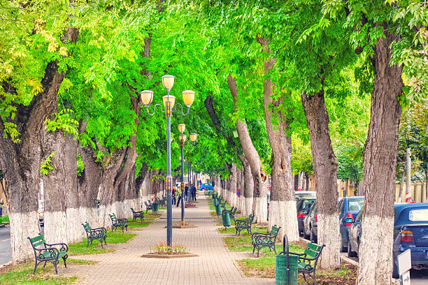 Photo of the tree lined Castle Boulevard, a beautiful promenade with benches in downtown Targu Mures, Romania.