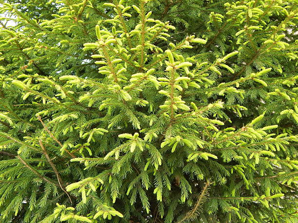 istock Green spruce in the forest. 518383279