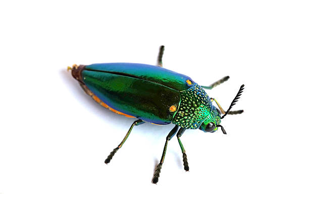istock Jewel beetle isolated on white background 518383723