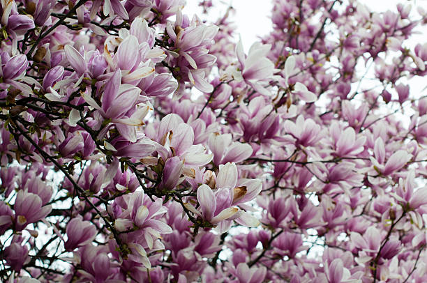 istock Flowers in the park 518383864
