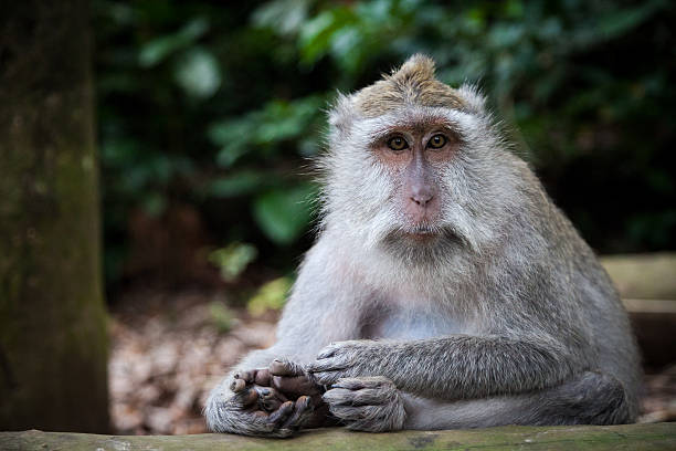 istock Long-tailed macaque in Sacred Monkey Forest, Ubud, Indonesia 518383904