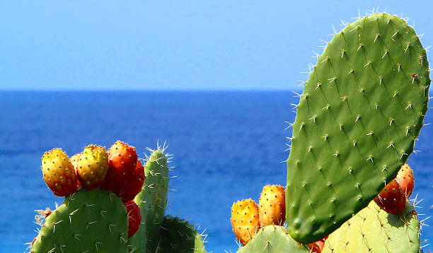 piquant poires (opuntia ficus indica) de la mer méditerranée - prickly pear cactus photos et images de collection