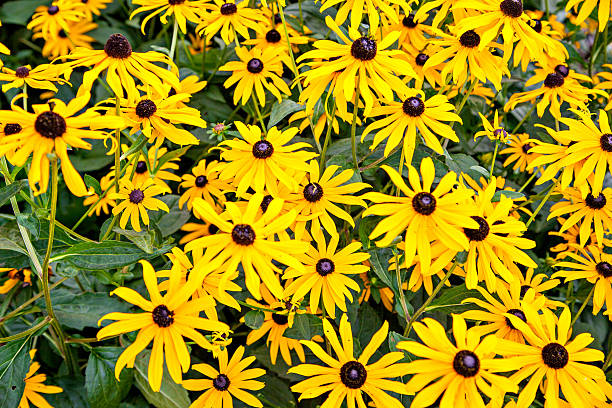 istock Black-eyed Susan as known as rudbeckia 518384015