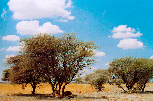 Botswana safari: landscape with marula trees, yellow grasses and lions, all backdropped by a pretty blue sky with puffy white clouds. Some copy space in the sky.