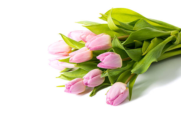 istock Bouquet of pink tulips isolated on white background 518385176