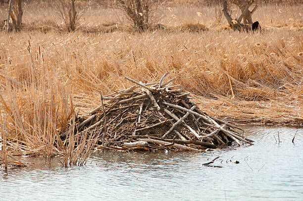 istock Beaver House - Ontario - Canada 518385724