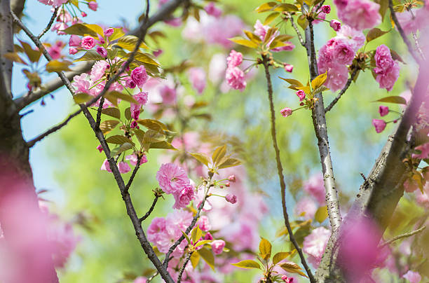 istock Pink Cherry Flowers blooming 518386114