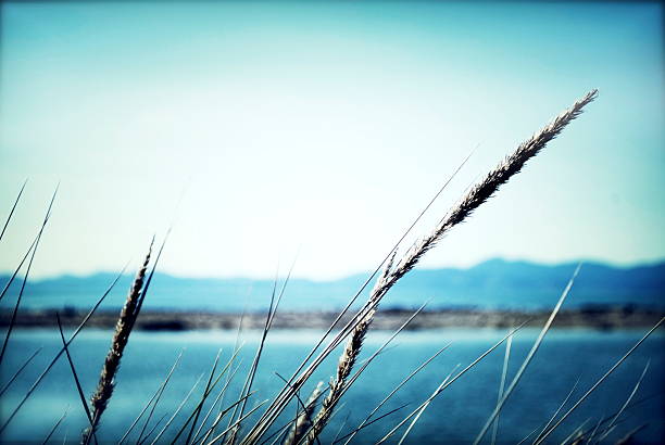 hierba barrón cabezales - long grass uncultivated plant stage plant condition fotografías e imágenes de stock