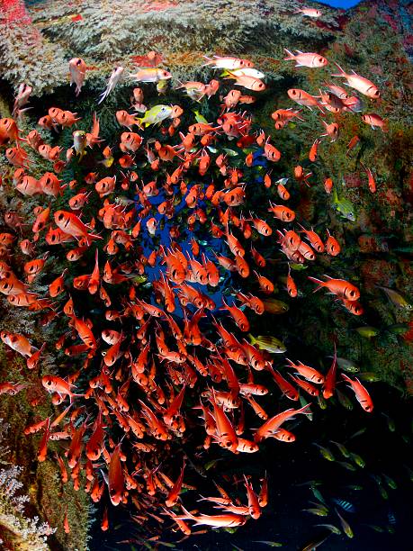 istock Wreck and School of Fish 518393428