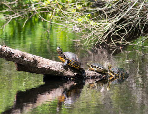 Three box turtles sunning on a log in a Florida march