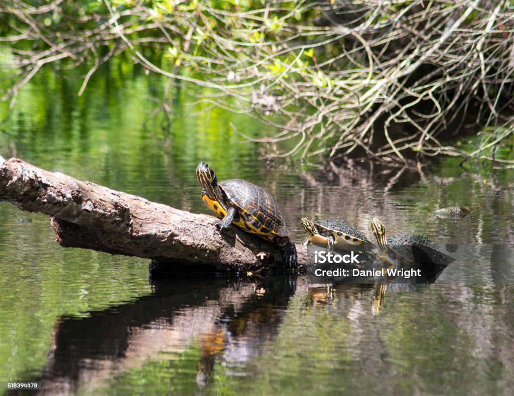 Box Turtles Three box turtles sunning on a log in a Florida march Box Turtle Stock Photo