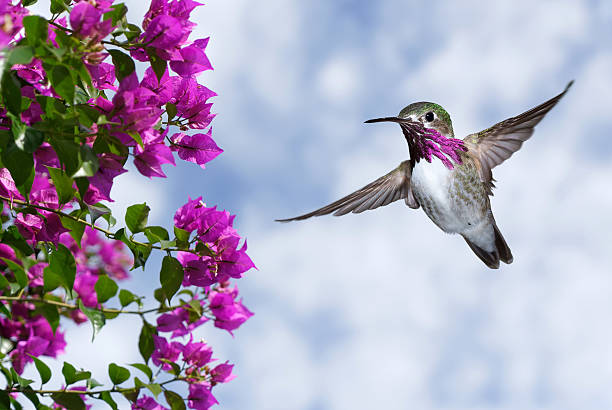 istock Male Ruby-throated Hummingbird over blue sky 518394908