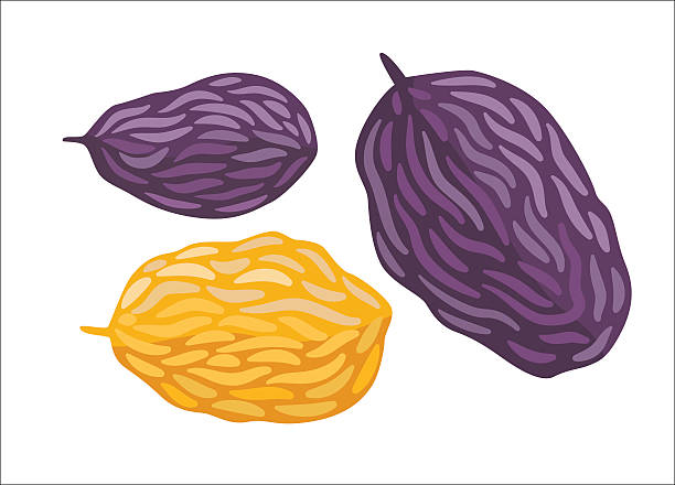 вектор изюм, додо коллекция - raisin stock illustrations