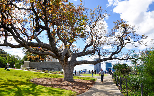 Perth,WA,Australia-August 22,2015: Stunning tree with sprawling branches and tourists at King's Park Botanic Gardens in Perth, Western Australia.